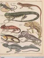 Picture 117 of 167 from Abbildungen zu Oken's Allgemeiner Naturgeschichte für alle Stände (1843), leaf 278