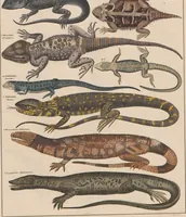 Picture 118 of 167 from Abbildungen zu Oken's Allgemeiner Naturgeschichte für alle Stände (1843), leaf 279