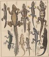 Picture 120 of 167 from Abbildungen zu Oken's Allgemeiner Naturgeschichte für alle Stände (1843), leaf 281