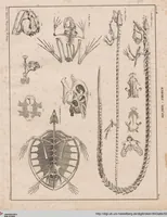 Picture 121 of 167 from Abbildungen zu Oken's Allgemeiner Naturgeschichte für alle Stände (1843), leaf 283