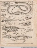Picture 122 of 167 from Abbildungen zu Oken's Allgemeiner Naturgeschichte für alle Stände (1843), leaf 284