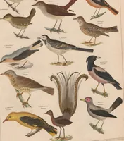 Picture 123 of 167 from Abbildungen zu Oken's Allgemeiner Naturgeschichte für alle Stände (1843), leaf 285