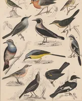 Picture 124 of 167 from Abbildungen zu Oken's Allgemeiner Naturgeschichte für alle Stände (1843), leaf 286