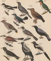 An illustration from Abbildungen zu Oken's Allgemeiner Naturgeschichte für alle Stände (1843)