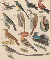 Picture 129 of 167 from Abbildungen zu Oken's Allgemeiner Naturgeschichte für alle Stände (1843), leaf 291
