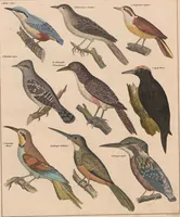 Picture 130 of 167 from Abbildungen zu Oken's Allgemeiner Naturgeschichte für alle Stände (1843), leaf 292
