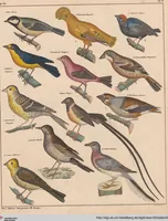 Picture 133 of 167 from Abbildungen zu Oken's Allgemeiner Naturgeschichte für alle Stände (1843), leaf 295