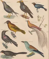Picture 135 of 167 from Abbildungen zu Oken's Allgemeiner Naturgeschichte für alle Stände (1843), leaf 297