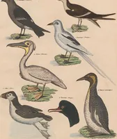 Picture 137 of 167 from Abbildungen zu Oken's Allgemeiner Naturgeschichte für alle Stände (1843), leaf 299