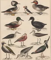 An illustration from Abbildungen zu Oken's Allgemeiner Naturgeschichte für alle Stände (1843)