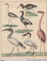 Picture 139 of 167 from Abbildungen zu Oken's Allgemeiner Naturgeschichte für alle Stände (1843), leaf 301