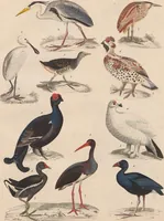 Picture 140 of 167 from Abbildungen zu Oken's Allgemeiner Naturgeschichte für alle Stände (1843), leaf 302