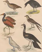 An illustration from Abbildungen zu Oken's Allgemeiner Naturgeschichte für alle Stände (1843)