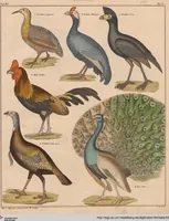 An illustration from Abbildungen zu Oken's Allgemeiner Naturgeschichte für alle Stände (1843)