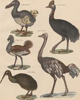 An illustration from Abbildungen zu Oken's Allgemeiner Naturgeschichte für alle Stände (1843)
