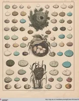 Picture 144 of 167 from Abbildungen zu Oken's Allgemeiner Naturgeschichte für alle Stände (1843), leaf 306