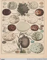 Picture 146 of 167 from Abbildungen zu Oken's Allgemeiner Naturgeschichte für alle Stände (1843), leaf 308
