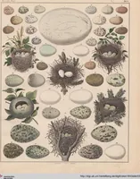 Picture 147 of 167 from Abbildungen zu Oken's Allgemeiner Naturgeschichte für alle Stände (1843), leaf 309