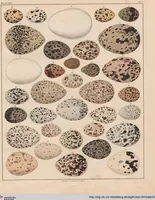 Picture 148 of 167 from Abbildungen zu Oken's Allgemeiner Naturgeschichte für alle Stände (1843), leaf 310