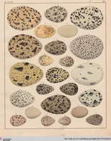 Picture 149 of 167 from Abbildungen zu Oken's Allgemeiner Naturgeschichte für alle Stände (1843), leaf 311