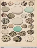Picture 150 of 167 from Abbildungen zu Oken's Allgemeiner Naturgeschichte für alle Stände (1843), leaf 312