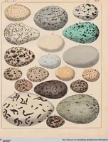 Picture 151 of 167 from Abbildungen zu Oken's Allgemeiner Naturgeschichte für alle Stände (1843), leaf 313