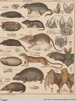 An illustration from Abbildungen zu Oken's Allgemeiner Naturgeschichte für alle Stände (1843)