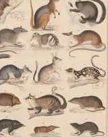 An illustration from Abbildungen zu Oken's Allgemeiner Naturgeschichte für alle Stände (1843)