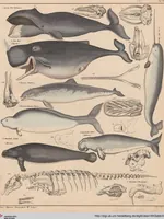 An illustration from Abbildungen zu Oken's Allgemeiner Naturgeschichte für alle Stände (1843)