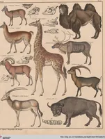 Picture 157 of 167 from Abbildungen zu Oken's Allgemeiner Naturgeschichte für alle Stände (1843), leaf 321