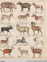 An illustration from Abbildungen zu Oken's Allgemeiner Naturgeschichte für alle Stände (1843)