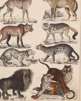 An illustration from Abbildungen zu Oken's Allgemeiner Naturgeschichte für alle Stände (1843)