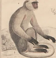 Picture 163 of 167 from Abbildungen zu Oken's Allgemeiner Naturgeschichte für alle Stände (1843), leaf 326