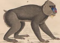 Picture 164 of 167 from Abbildungen zu Oken's Allgemeiner Naturgeschichte für alle Stände (1843), leaf 326