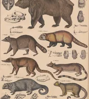 Picture 165 of 167 from Abbildungen zu Oken's Allgemeiner Naturgeschichte für alle Stände (1843), leaf 327