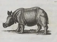 An illustration from Die Natürliche Historie Des Nashorns (1747)