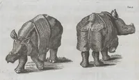 Picture 2 of 4 from Die Natürliche Historie Des Nashorns (1747), leaf 18