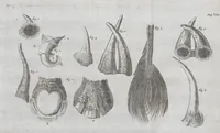 An illustration from Die Natürliche Historie Des Nashorns (1747)
