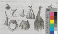 An illustration from Die Natürliche Historie Des Nashorns (1747)