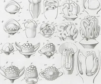 Picture 58 of 91 from (Band 2): Atlas (1857), leaf 104
