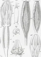 Picture 59 of 91 from (Band 2): Atlas (1857), leaf 106