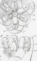 Picture 60 of 91 from (Band 2): Atlas (1857), leaf 108