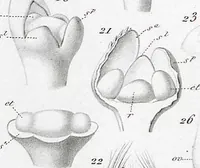 Picture 61 of 91 from (Band 2): Atlas (1857), leaf 108