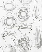Picture 63 of 91 from (Band 2): Atlas (1857), leaf 115