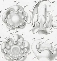 Picture 65 of 91 from (Band 2): Atlas (1857), leaf 116