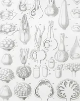 Picture 66 of 91 from (Band 2): Atlas (1857), leaf 120