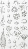 Picture 67 of 91 from (Band 2): Atlas (1857), leaf 121