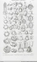 Picture 68 of 91 from (Band 2): Atlas (1857), leaf 123