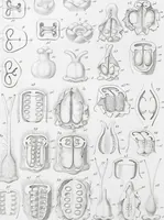 Picture 69 of 91 from (Band 2): Atlas (1857), leaf 125