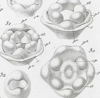 Picture 70 of 91 from (Band 2): Atlas (1857), leaf 126